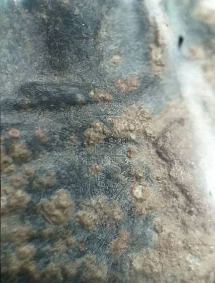 ท่ามะปราง กรุพิษณุโลก. รูปที่ 7