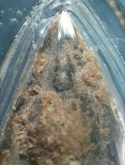 ท่ามะปราง กรุพิษณุโลก. รูปที่ 9