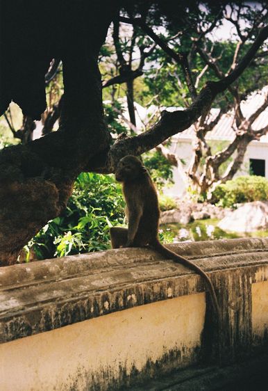 Canon FX กล้องฟิล์ม ( SLR ) พร้อมเลนส์ 50MM F1.8 สภาพสวย รูปที่ 18