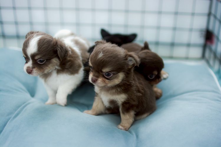 รับผสมพันธุ์ ชิวาวา  รูปที่ 8