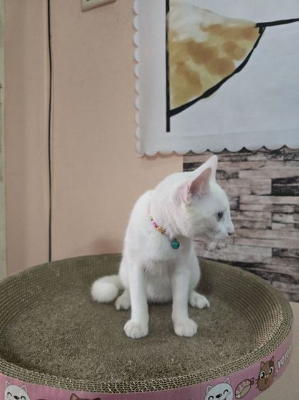 แมวขาวมณีตาสีฟ้าสีเหลืองและตาสองสี รูปที่ 15