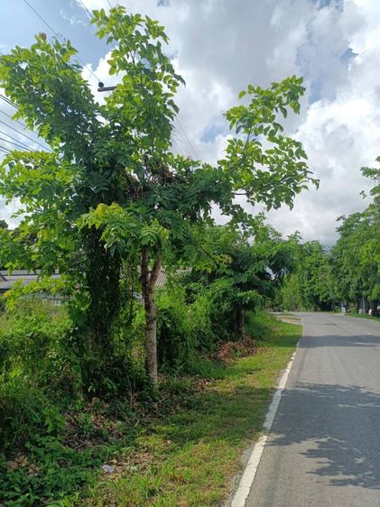 ที่ดินสวย จ.ขอนแก่น อ.บ้านไผ่ ราคาถูก รูปที่ 4