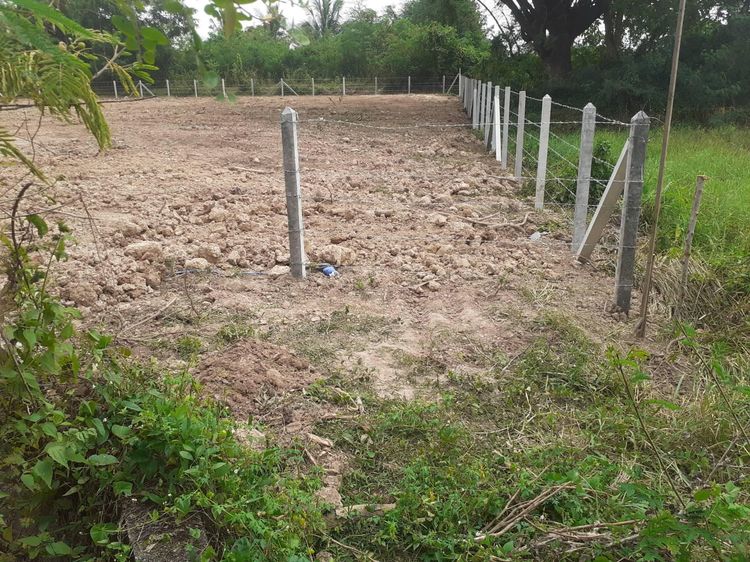 ใช่ 💖 ที่ดิน ศรีเชียงใหม่ ราคาพิเศษ! 💖 รูปที่ 3