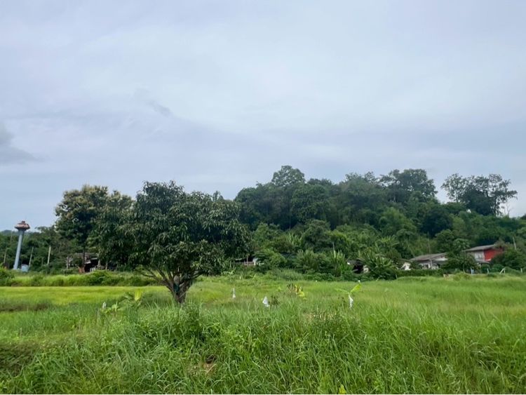 ขายที่ดินวิวภูเขา 1 ไร่ รูปที่ 4