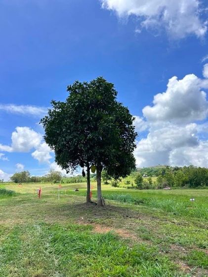 ใช่ เขาค้อนะโมแลนด์ ที่ดินแบ่งขาย  อยู่บ้านนายาวตำบลท่าสมอ เขาค้อ เพชรบูรณ์ ราคาพิเศษ ไร่ละ 2.8 ล้านบาท  รูปที่ 2