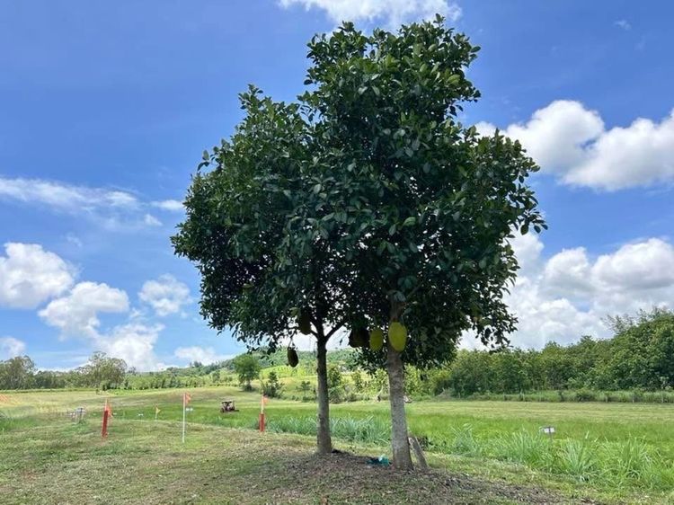 ใช่ เขาค้อนะโมแลนด์ ที่ดินแบ่งขาย  อยู่บ้านนายาวตำบลท่าสมอ เขาค้อ เพชรบูรณ์ ราคาพิเศษ ไร่ละ 2.8 ล้านบาท  รูปที่ 3