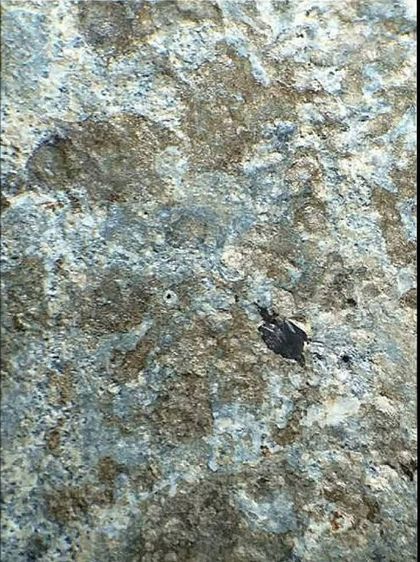 พระหูยาน ลพบุรี.(กรุวัดพระศรีรัตนมหาธาตุ.) รูปที่ 8