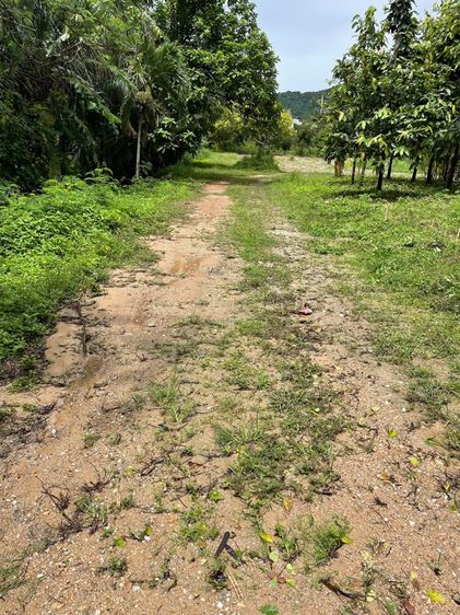 ไม่ใช่ ที่ดินเปล่า ศรีราชา ชลบุรี อยู่หลังนิคม WHA ทางตัดใหม่331 รูปที่ 4