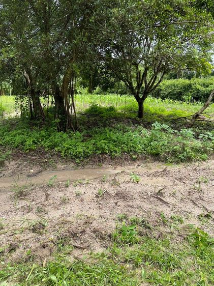 ที่ดินเปล่า ศรีราชา ชลบุรี อยู่หลังนิคม WHA ทางตัดใหม่331