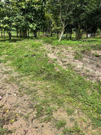 ไม่ใช่ ที่ดินเปล่า ศรีราชา ชลบุรี อยู่หลังนิคม WHA ทางตัดใหม่331 รูปที่ 3