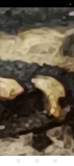 พระรูปหล่อหลวงพ่อเงิน วัดบางคลาดรุ่นแรกขี้ตาหล่อโบราณ รูปที่ 6