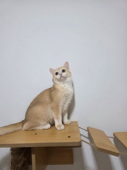 Britist shorthair Ny12 Nv12  รูปที่ 4