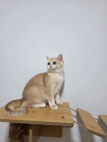 Britist shorthair Ny12 Nv12  รูปที่ 8