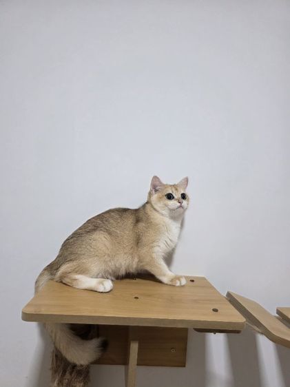 Britist shorthair Ny12 Nv12  รูปที่ 10