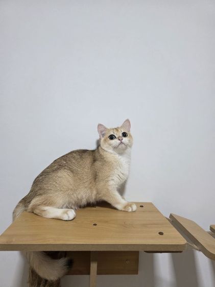 Britist shorthair Ny12 Nv12  รูปที่ 6