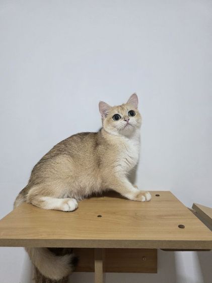 Britist shorthair Ny12 Nv12  รูปที่ 7