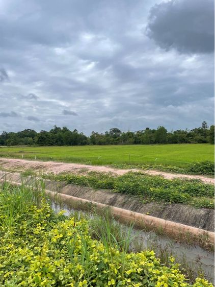 ขายที่ดิน 19 ไร่ กบินทร์บุรี โฉนดครุฑแดง ราคาต่อรองได้ รูปที่ 2