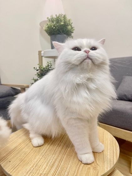 🌟แม่พันธุ์สก็อตติชโฟล์ดแท้ ตาสองสี เพศเมีย 🌟 รูปที่ 2