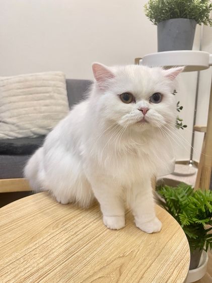 สก็อตติช โฟลด์ (Scottish Fold) 🌟แม่พันธุ์สก็อตติชโฟล์ดแท้ ตาสองสี เพศเมีย 🌟