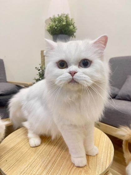 🌟แม่พันธุ์สก็อตติชโฟล์ดแท้ ตาสองสี เพศเมีย 🌟 รูปที่ 3