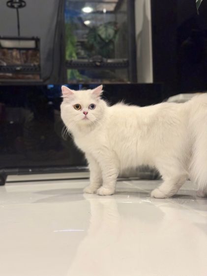 🌟แม่พันธุ์สก็อตติชโฟล์ดแท้ ตาสองสี เพศเมีย 🌟 รูปที่ 8