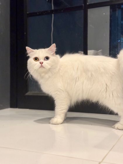 🌟แม่พันธุ์สก็อตติชโฟล์ดแท้ ตาสองสี เพศเมีย 🌟 รูปที่ 7