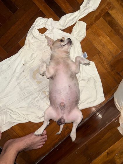 ชิวาวา (Chihuahua) เล็ก หมาพันธุ์ ชิวาว่า แท้100 เปอร์เซ็น