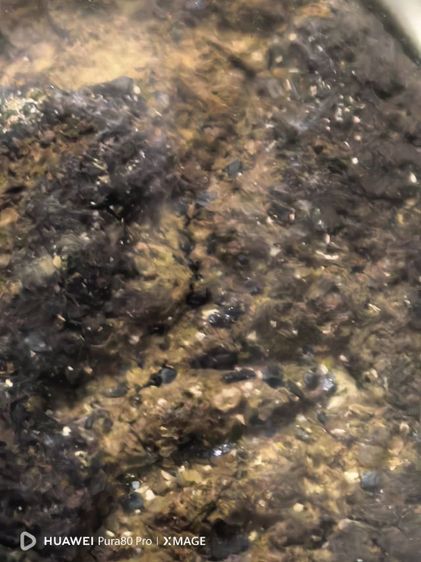 หลวงปู่ทวด วัดด่าน จ.ระนอง รูปที่ 3