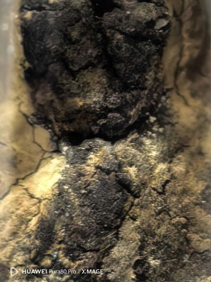 หลวงปู่ทวด วัดด่าน จ.ระนอง รูปที่ 5