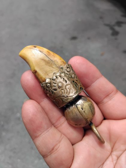 เครื่องราง เลี่ยมจับขอบแบบโบราณ บรรจุกริ่ง ขนาดประมาณ 3 นิ้ว ผิวสีน้ำผึ้ง ฉ่ำ มัน แห้งเหี่ยว มีน้ำหนักมาก เขี้ยวอ้วนใหญ่ เก่ามาก แท้ แปลก หา รูปที่ 5