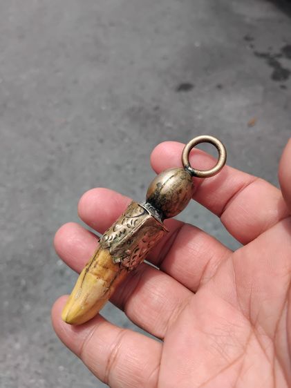 เครื่องราง เลี่ยมจับขอบแบบโบราณ บรรจุกริ่ง ขนาดประมาณ 3 นิ้ว ผิวสีน้ำผึ้ง ฉ่ำ มัน แห้งเหี่ยว มีน้ำหนักมาก เขี้ยวอ้วนใหญ่ เก่ามาก แท้ แปลก หา รูปที่ 3