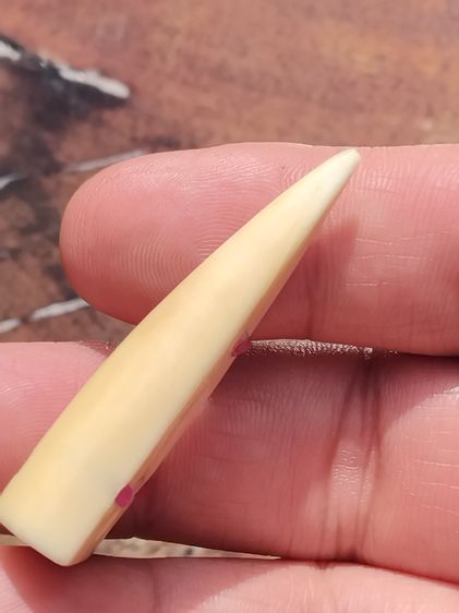 เครื่องราง แกะ อย่างหนา ขนาดใหญ่ ยาวประมาณ 2 นิ้ว ของแท้ สภาพสวย เดิมๆ เนื้อออกสีน้ำผึ้ง ความเก่า ความแห้ง เป็นของแท้ ตามธรรมชาติ ดูง่าย หาย