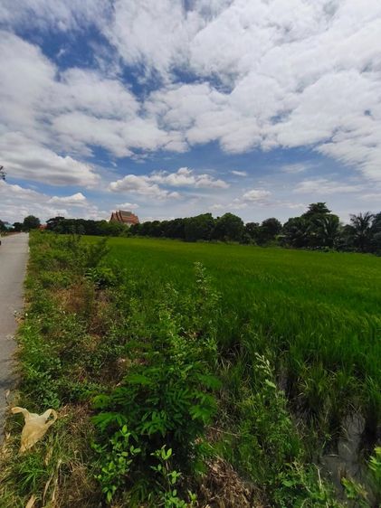 ขายที่ดิน หน้าวัดสามง่าม บางบัวทอง จ.นนทบุรี  เนื่อที่  5ไร่ 3งาน 72ตารางวา   รูปที่ 3