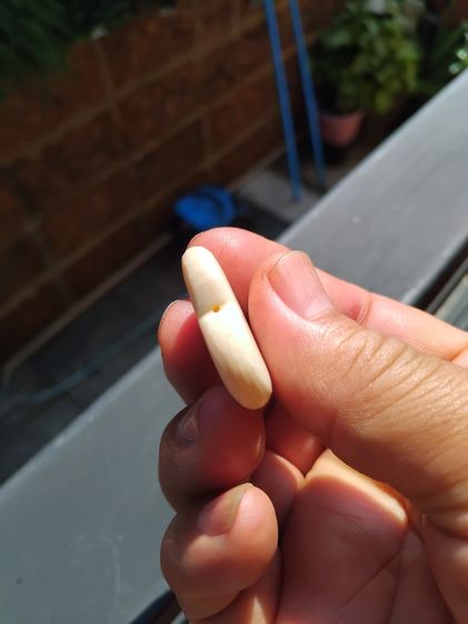 หัวใจแกะ แกะแบบนูน อย่างหนา ขนาดใหญ่ ของแท้ สภาพสวย เดิมๆ เนื้อออกสีน้ำนม ความเก่า ความแห้ง เป็นธรรมชาติ ดูง่าย หายาก  รูปที่ 5