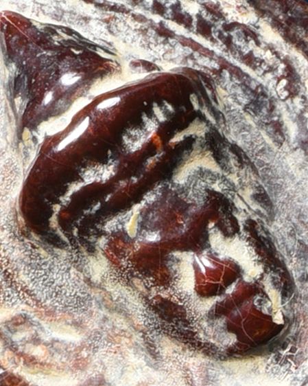 สวยมาก❗ให้เช่าพระบ้าน พระร่วงยึนหลังรางปืน กรุวัดพระศรีมหาธาตุ ลพบุรี เนื้อสนิมแดง มีไขขาว แตกเส้นใยแมงมุม รูปที่ 2