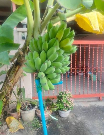 สร้างเสร็จก่อน 2010 มีบางส่วน ขายทาวน์เฮาส์ 26 ตรว ซอยประชาอุทิศ 57 รูปที่ 2