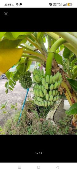 สร้างเสร็จก่อน 2010 มีบางส่วน ขายทาวน์เฮาส์ 26 ตรว ซอยประชาอุทิศ 57 รูปที่ 3