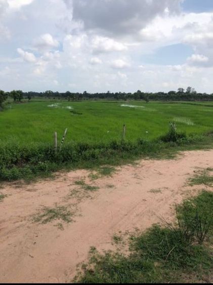 ขายที่ดิน 8ไร่ นาข้าว ติดคลอง ติดถนน2ด้าน พยัคฆภูมิพิสัย รูปที่ 2