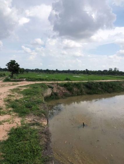 ขายที่ดิน 8ไร่ นาข้าว ติดคลอง ติดถนน2ด้าน พยัคฆภูมิพิสัย