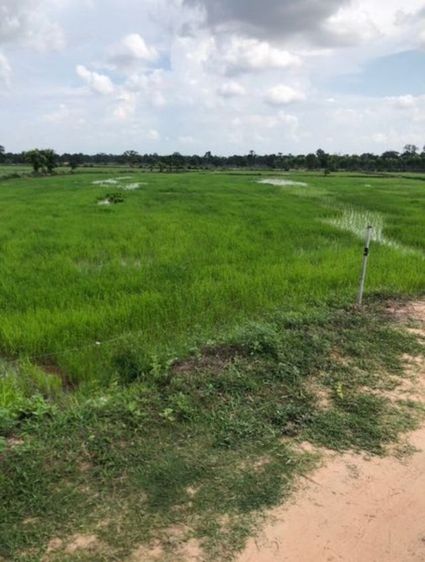 ขายที่ดิน 8ไร่ นาข้าว ติดคลอง ติดถนน2ด้าน พยัคฆภูมิพิสัย รูปที่ 3