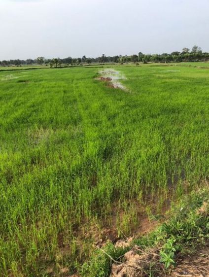 ขายที่ดิน 8ไร่ นาข้าว ติดคลอง ติดถนน2ด้าน พยัคฆภูมิพิสัย รูปที่ 4