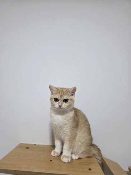 Britist shorthair Ny12 Nv12  รูปที่ 17