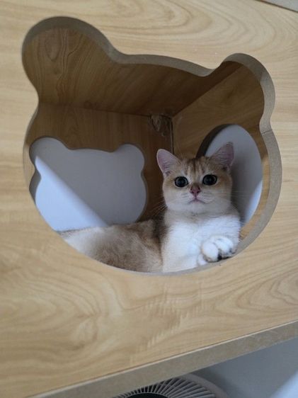 บริติช ชอร์ตแฮร์ (British Shorthair) Britist shorthair Ny12 Nv12 