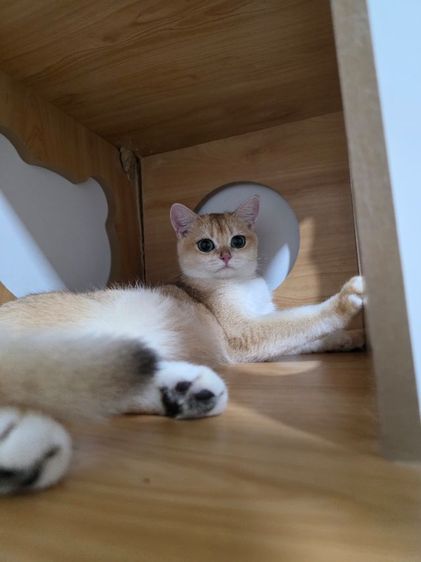 Britist shorthair Ny12 Nv12  รูปที่ 2