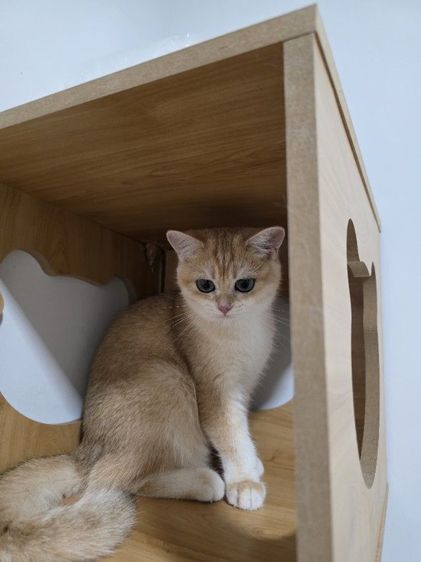 Britist shorthair Ny12 Nv12  รูปที่ 14