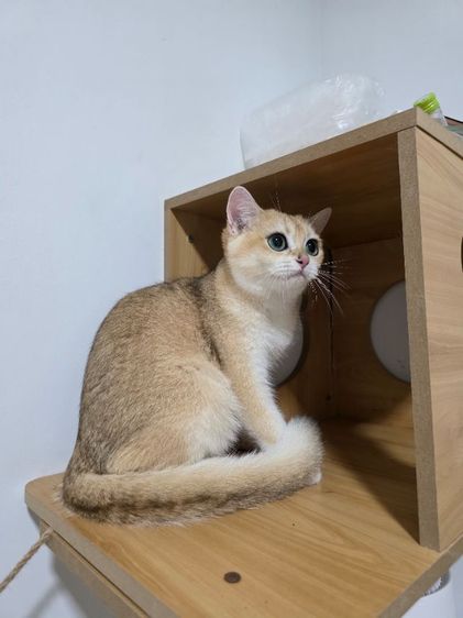 Britist shorthair Ny12 Nv12  รูปที่ 15