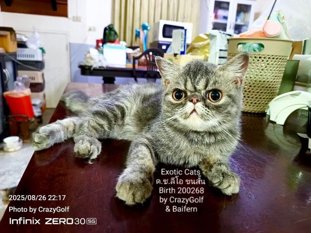 Exotic Cats รูปที่ 7