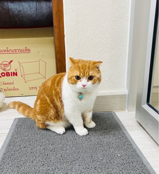 พ่อพันธุ์สก็อตติช รับผสม รูปที่ 5