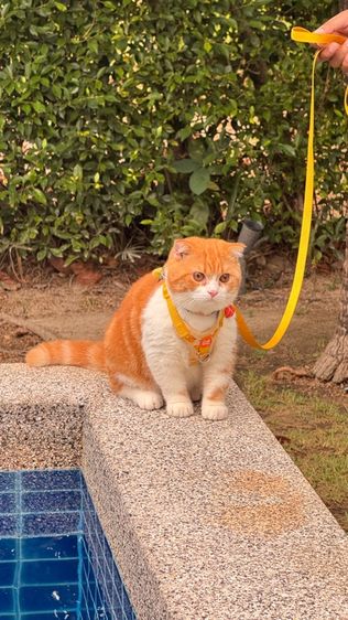 สก็อตติช โฟลด์ (Scottish Fold) พ่อพันธุ์สก็อตติช รับผสม