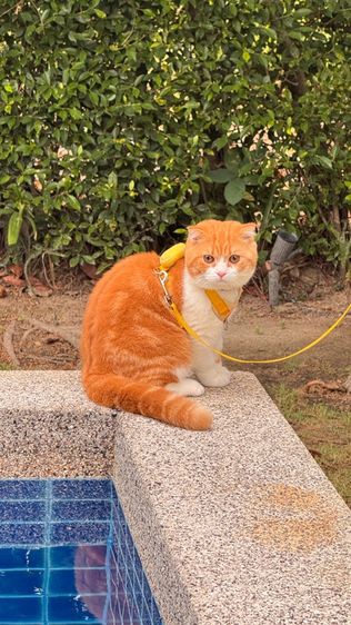 พ่อพันธุ์สก็อตติช รับผสม รูปที่ 4